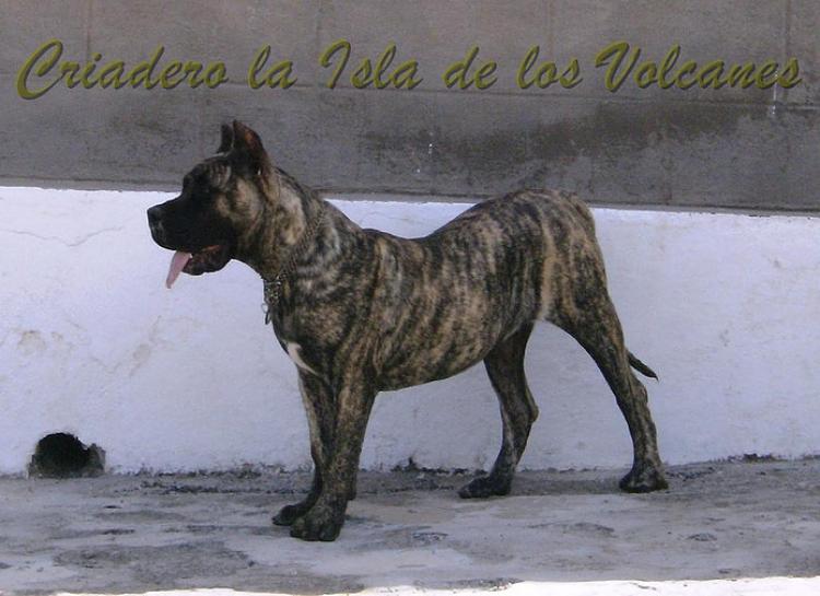 Dogo Canario. Faina De La Isla De Los Volcanes con 6 meses.