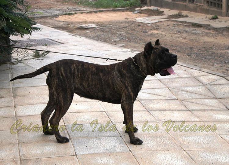 Dogo Canario. Laia De La Isla De Los Volcanes.
