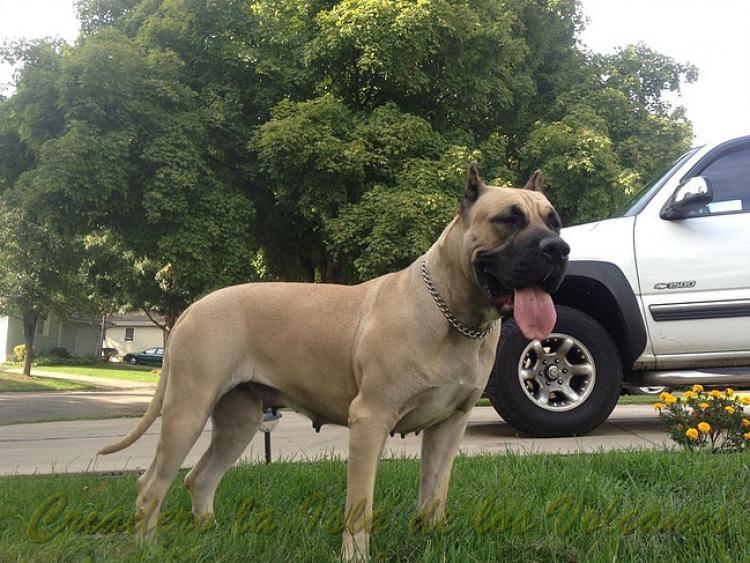 Dogo Canario. Reina De La Isla De Los Volcanes.
