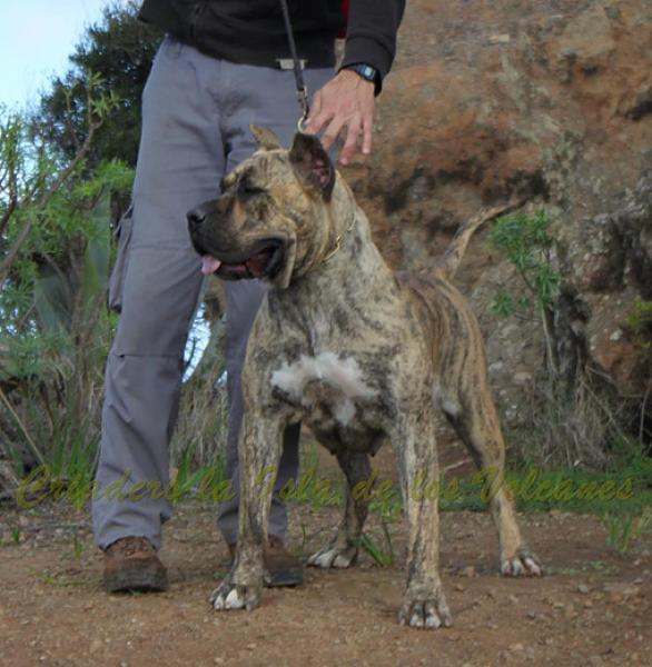 Dogo Canario. Estela De La Isla De Los Volcanes con 16 meses.