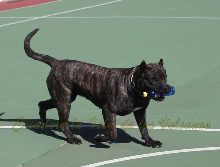 Dogo Canario. FANNY DE LA ISLA DE LOS VOLCANES en 2016.