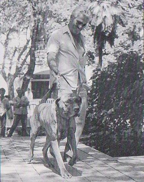 Dogo Canario. Fotos Historicas. Tosca.