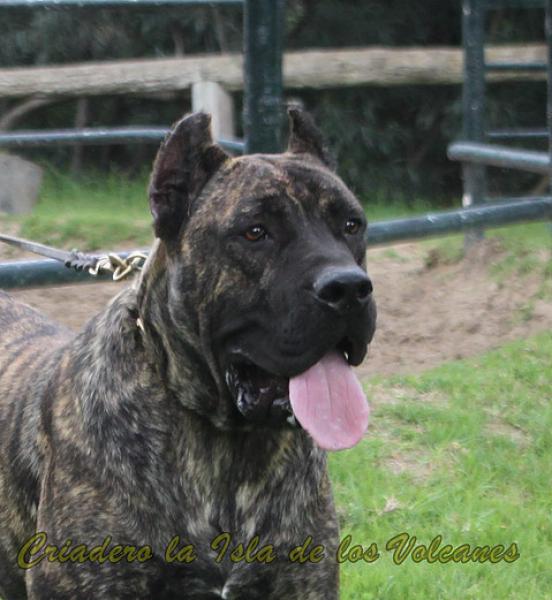Dogo Canario. Oriol De La Isla De Los Volcanes.