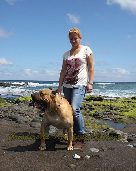 Dogo Canario. Turco De La Isla De Los Volcanes.