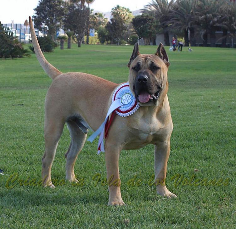 Dogo Canario. Turco De La Isla De Los Volcanes de joven.