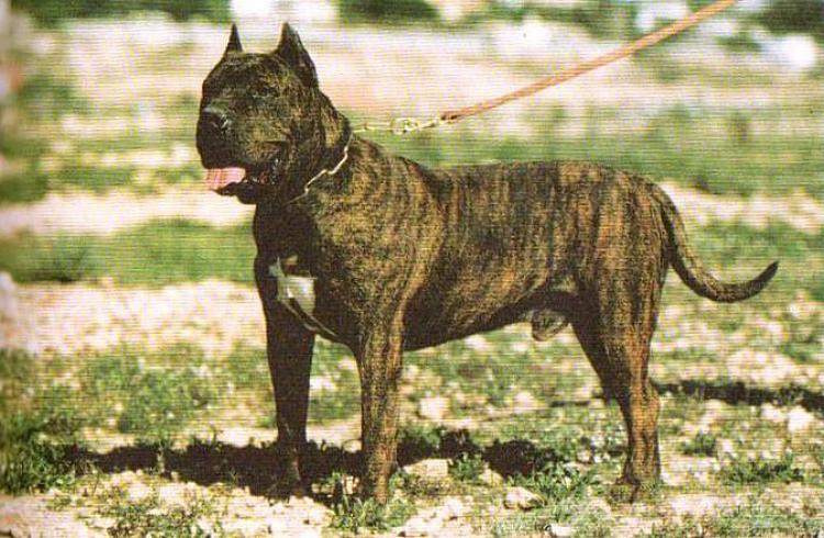 Dogo Canario. Argual.