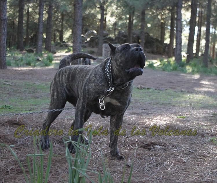 Dogo Canario. Cora De La Isla De Los Volcanes. Prueba de Trabajo.
