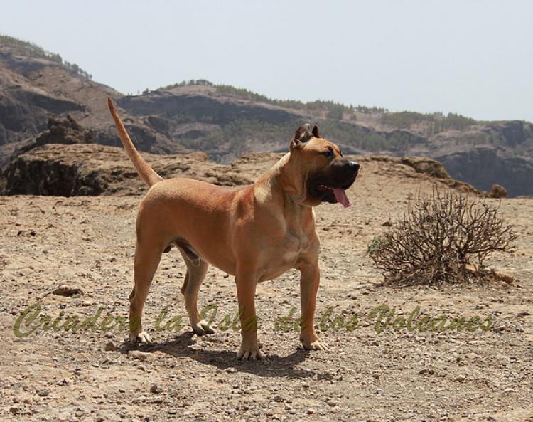 Dogo Canario. Turco De La Isla De Los Volcanes con 12 meses.