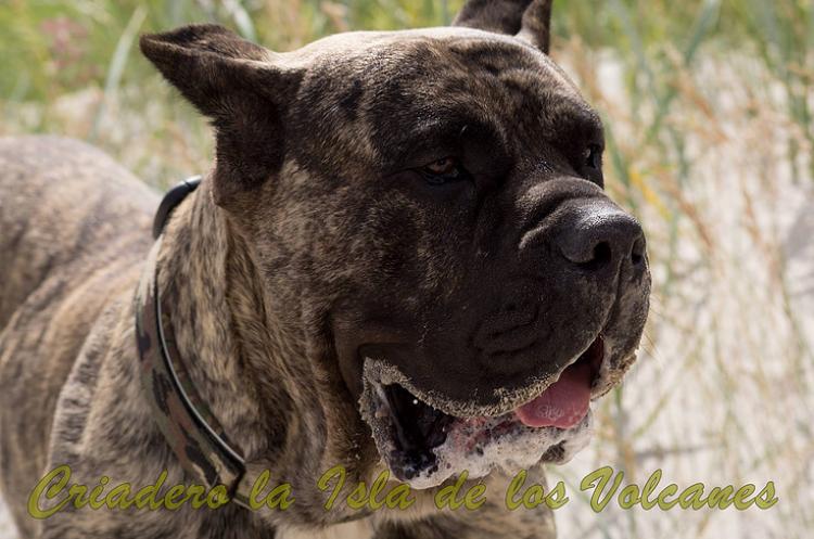 Dogo Canario. Hurcan De La Isla De Los Volcanes.