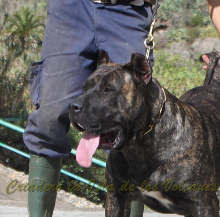 Dogo Canario. FANNY DE LA ISLA DE LOS VOLCANES.