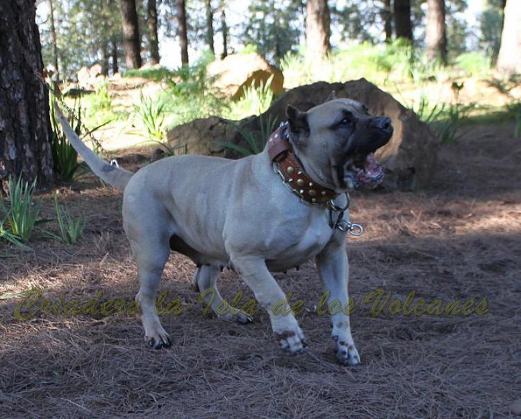 Dogo Canario. Vicky De La Isla De Los Volcanes. Dogo Canario. Vicky De La Isla De Los Volcanes.