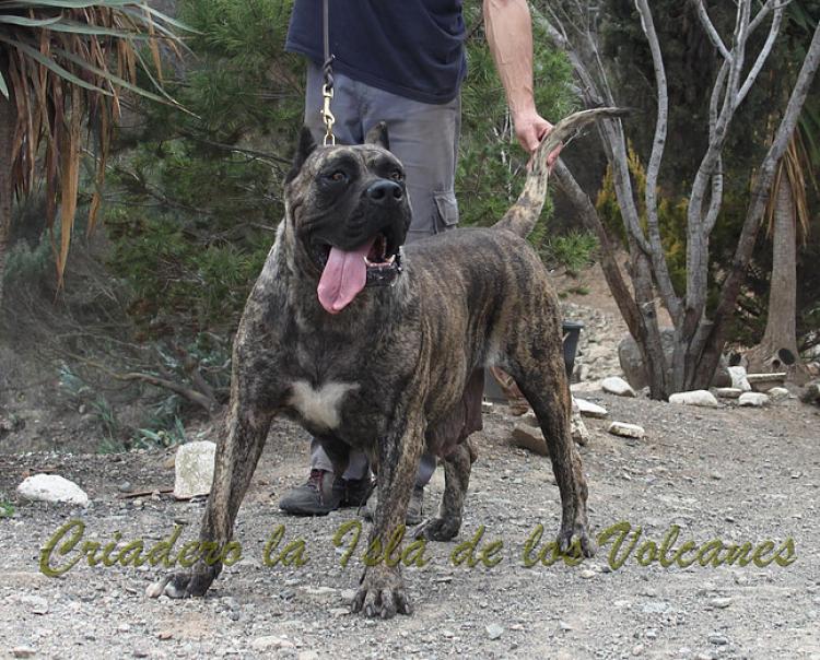 Dogo Canario. Faina De La Isla De Los Volcanes en 2012.