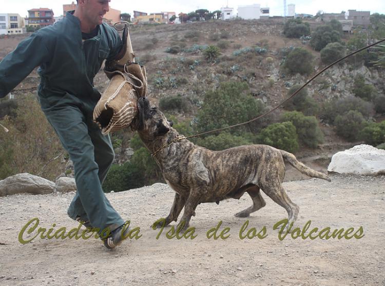 Dogo Canario. Faina De La Isla De Los Volcanes. Prueba de Caracter.
