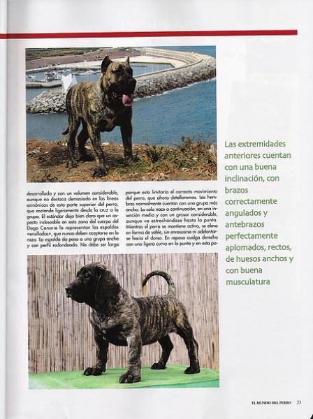 Dogo Canario. Pagina 23.