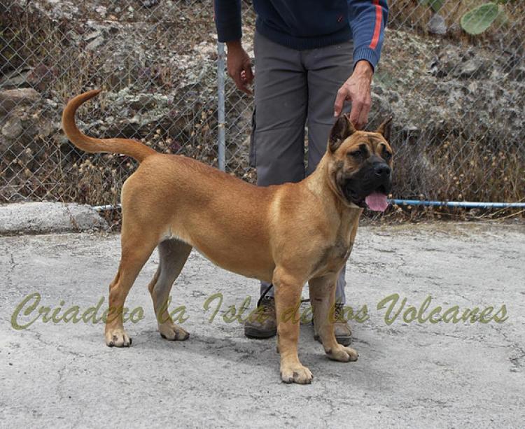 Dogo Canario. Guama De La Isla De Los Volcanes.