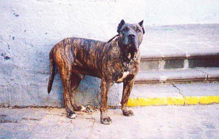 Dogo Canario. Tana.
