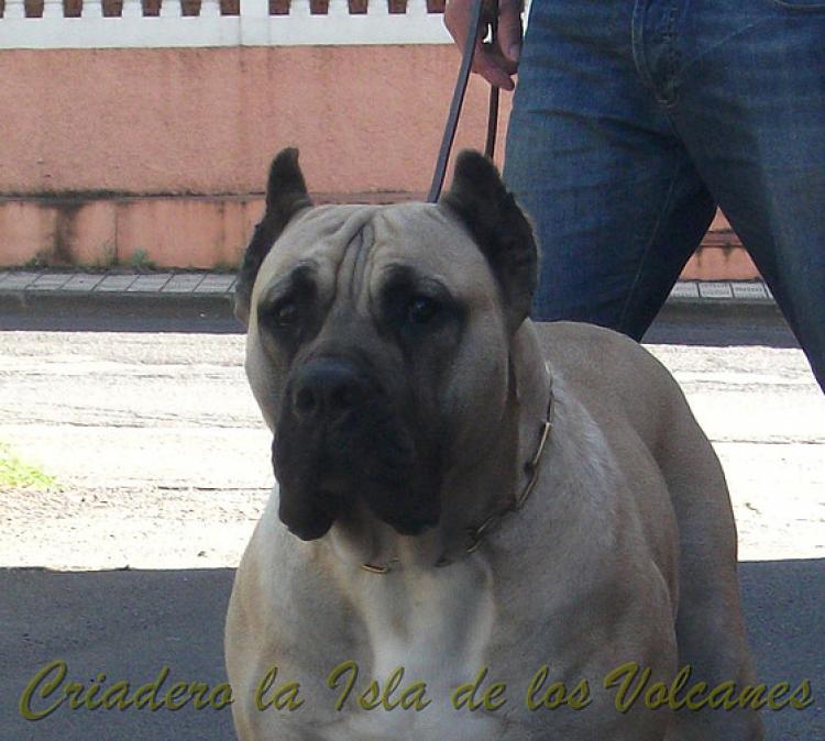 Dogo Canario. Vicky De La Isla De Los Volcanes en 2013.
