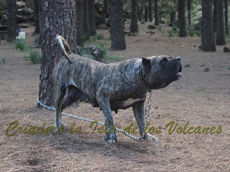 Dogo Canario. Faina De La Isla De Los Volcanes en 2012.