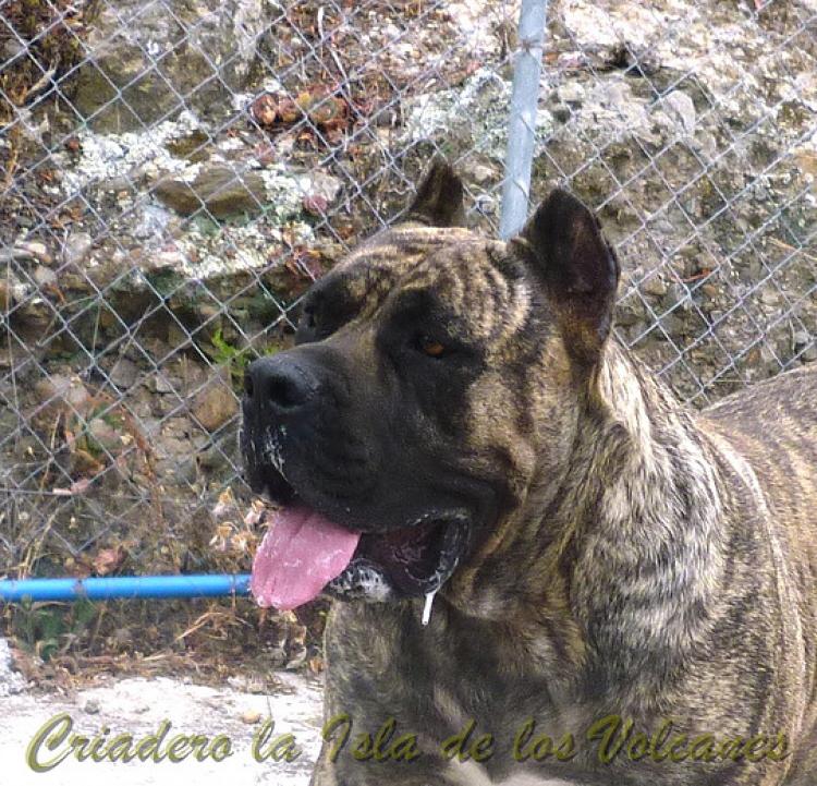 Dogo Canario. Faina De La Isla De Los Volcanes.