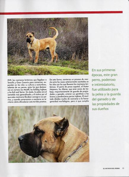 Dogo Canario. Pagina 13.