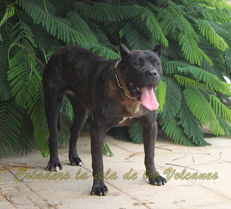 Dogo Canario. Pantera De La Isla De Los Volcanes.