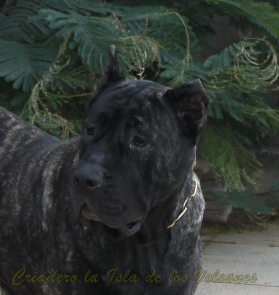 Dogo Canario. Yuma De La Isla De Los Volcanes.