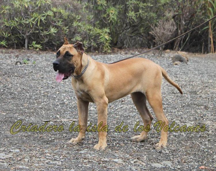 Dogo Canario. Sylka De La Isla De Los Volcanes.