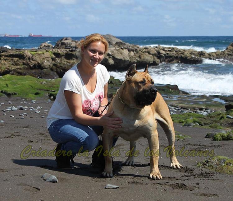Dogo Canario. Turco De La Isla De Los Volcanes. Dogo Canario. Turco De La Isla De Los Volcanes.