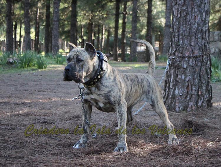 Dogo Canario. Estela De La Isla De Los Volcanes con 20 meses.