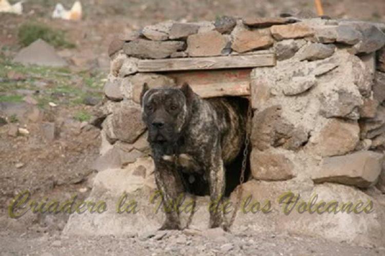Dogo Canario. Fiona De La Isla De Los Volcanes.