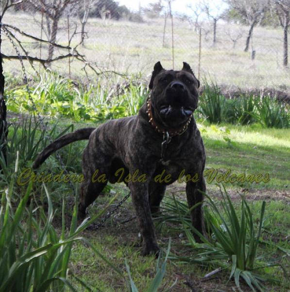 Dogo Canario. Faraon De La Isla De Los Volcanes. Dogo Canario. Faraon De La Isla De Los Volcanes.