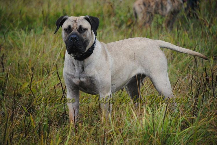 Dogo Canario. Temisa De La Isla De Los Volcanes.