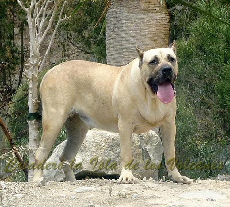 Dogo Canario. Khiara De La Isla De Los Volcanes. Dogo Canario. Khiara De La Isla De Los Volcanes.