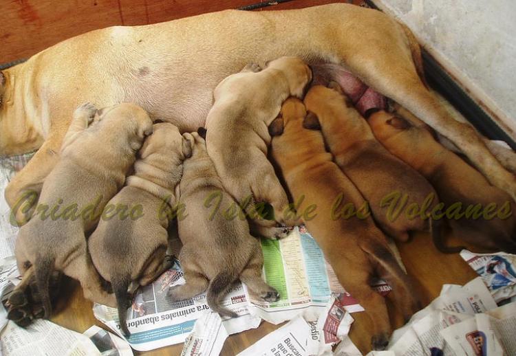 Dogo Canario. Turco De La Isla De Los Volcanes entre sus hermanos.
