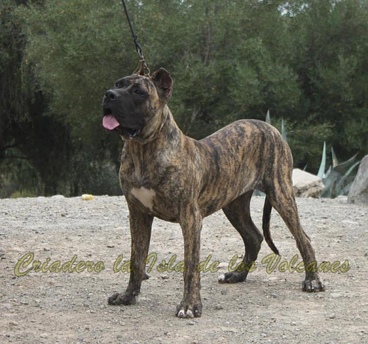 Dogo Canario. Nazaret De La Isla De Los Volcanes.