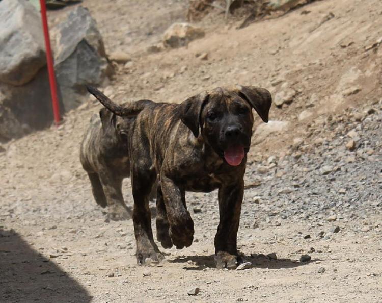 Dogo Canario. Faraon De La Isla De Los Volcanes de cachorro.
