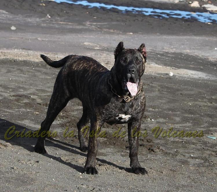 Dogo Canario. FANNY DE LA ISLA DE LOS VOLCANES con 8 meses.