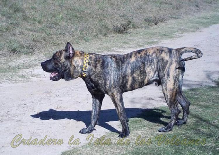 Dogo Canario. Narco De La Isla De Los Volcanes.