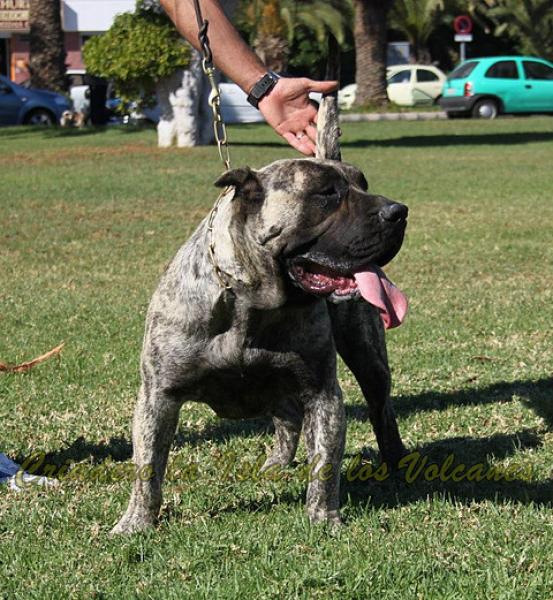 Dogo Canario. Wayra De La Isla De Los Volcanes.