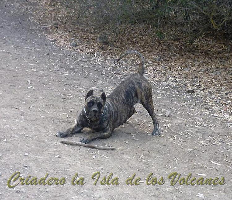 Dogo Canario. Faina De La Isla De Los Volcanes con 9 meses.