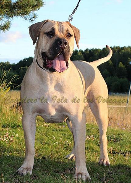 Dogo Canario. Reisha De La Isla De Los Volcanes.