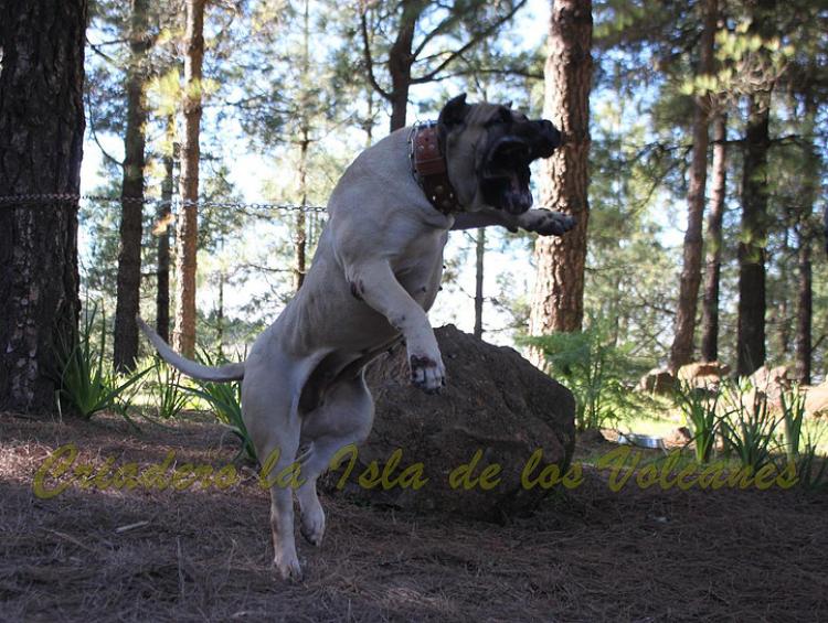 Dogo Canario. Vicky De La Isla De Los Volcanes.