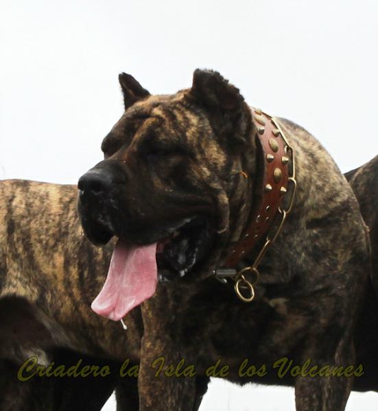 Dogo Canario. Faraon De La Isla De Los Volcanes.
