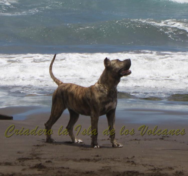 Dogo Canario. Estela De La Isla De Los Volcanes de joven.