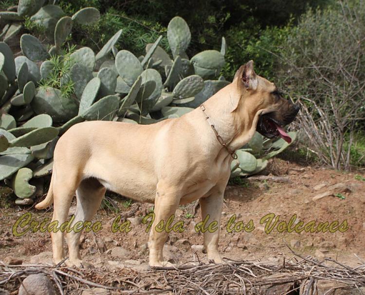 Dogo Canario. Vera I De La Isla De Los Volcanes. Dogo Canario. Vera I De La Isla De Los Volcanes.
