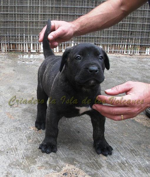 Dogo Canario. Yuma De La Isla De Los Volcanes.
