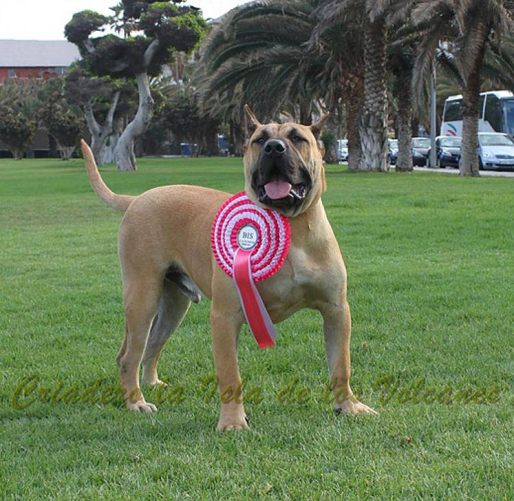 Dogo Canario. Turco De La Isla De Los Volcanes de joven.