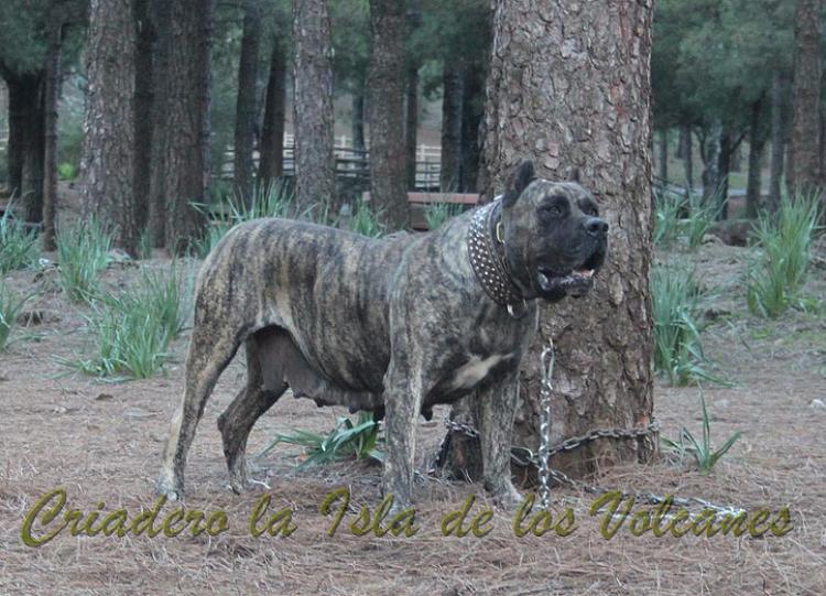 Dogo Canario. Faina De La Isla De Los Volcanes en 2012.