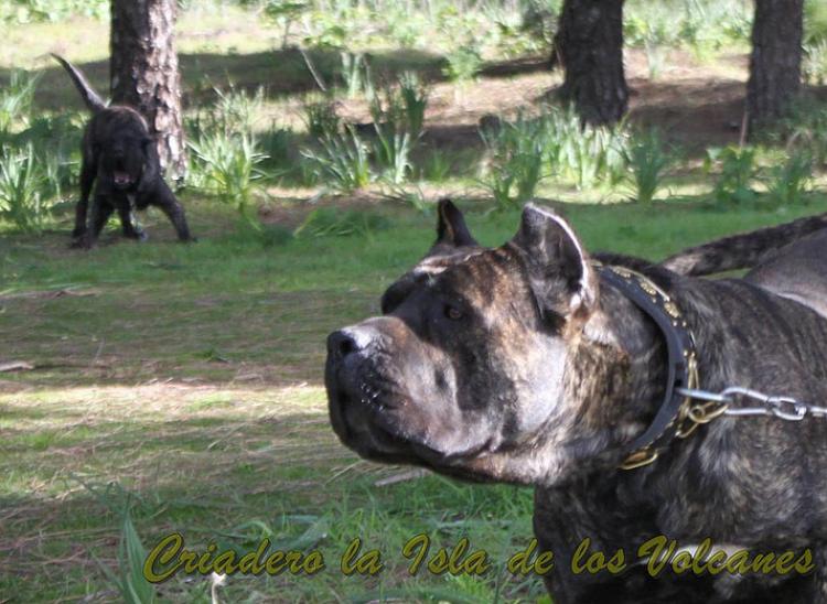 Dogo Canario. FRANCO DE LA ISLA DE LOS VOLCANES con 10 meses.