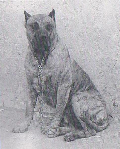 Dogo Canario. Fotos Historicas. Kabul.
